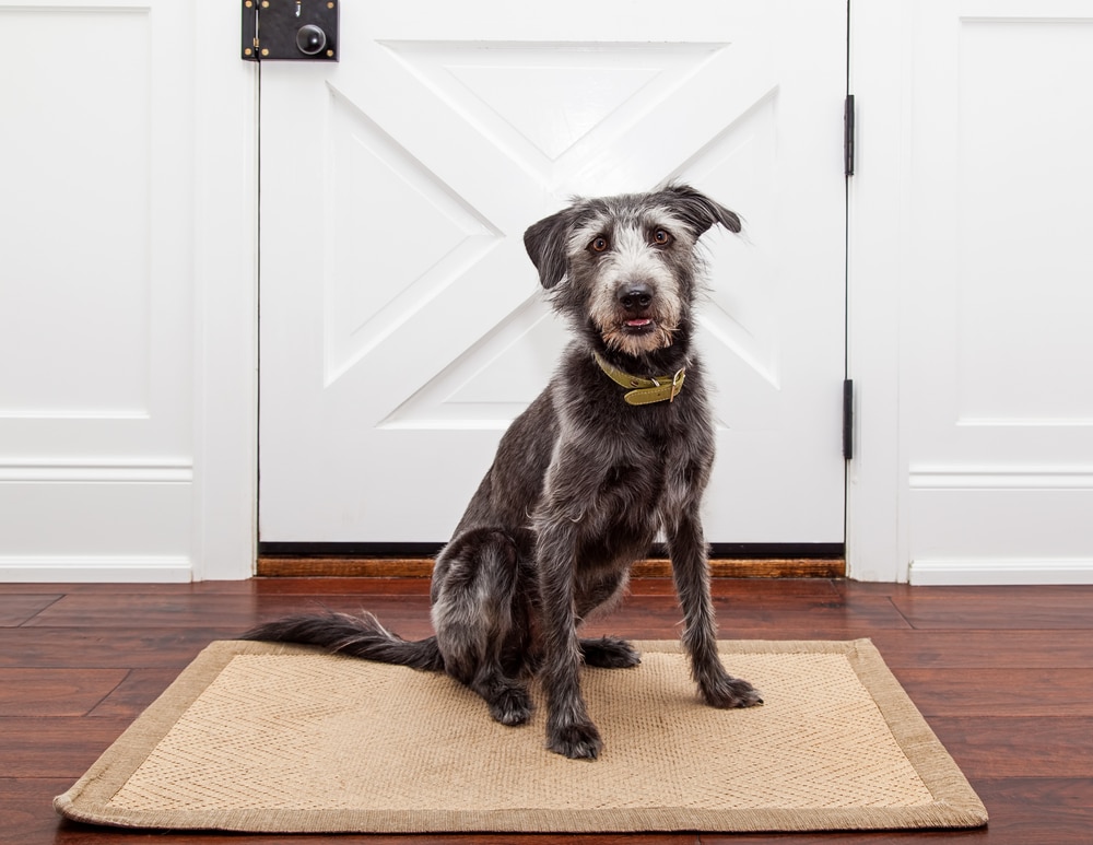 dog-on-door-mat