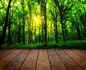 Environmental Benefits of Wood Flooring
