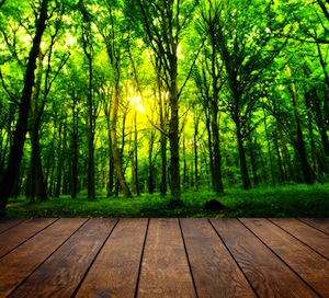 Environmental Benefits of Wood Flooring