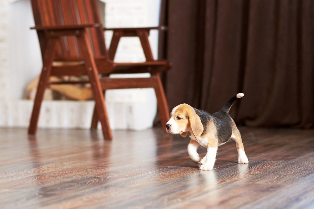 puppy-claws-pets-on-hardwood-floor-svb-kc