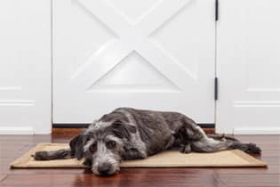 dog on wood floor