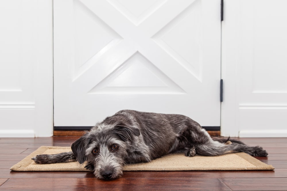 Dog on doormat wood floor wear prevention
