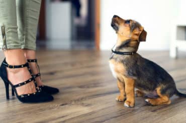 puppy on hardwood floor