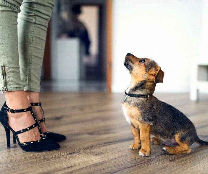 Protect Hardwood Floors From Dogs, How Do You Keep Hardwood Floors Clean With Dogs