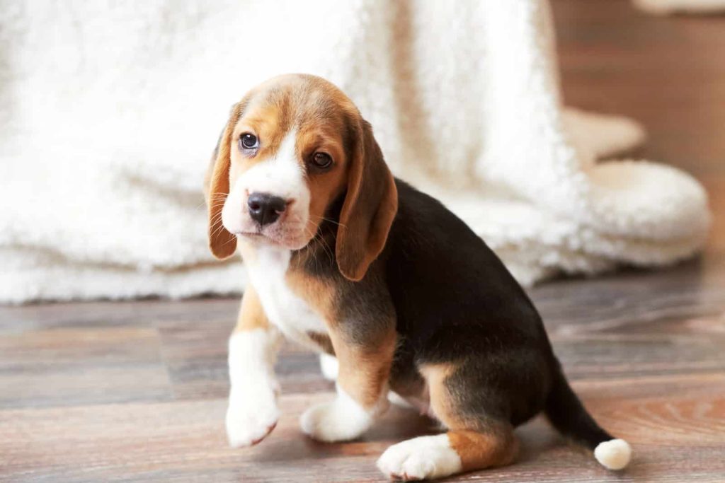 Best Hardwood Floors for Dogs SVB Wood Floors