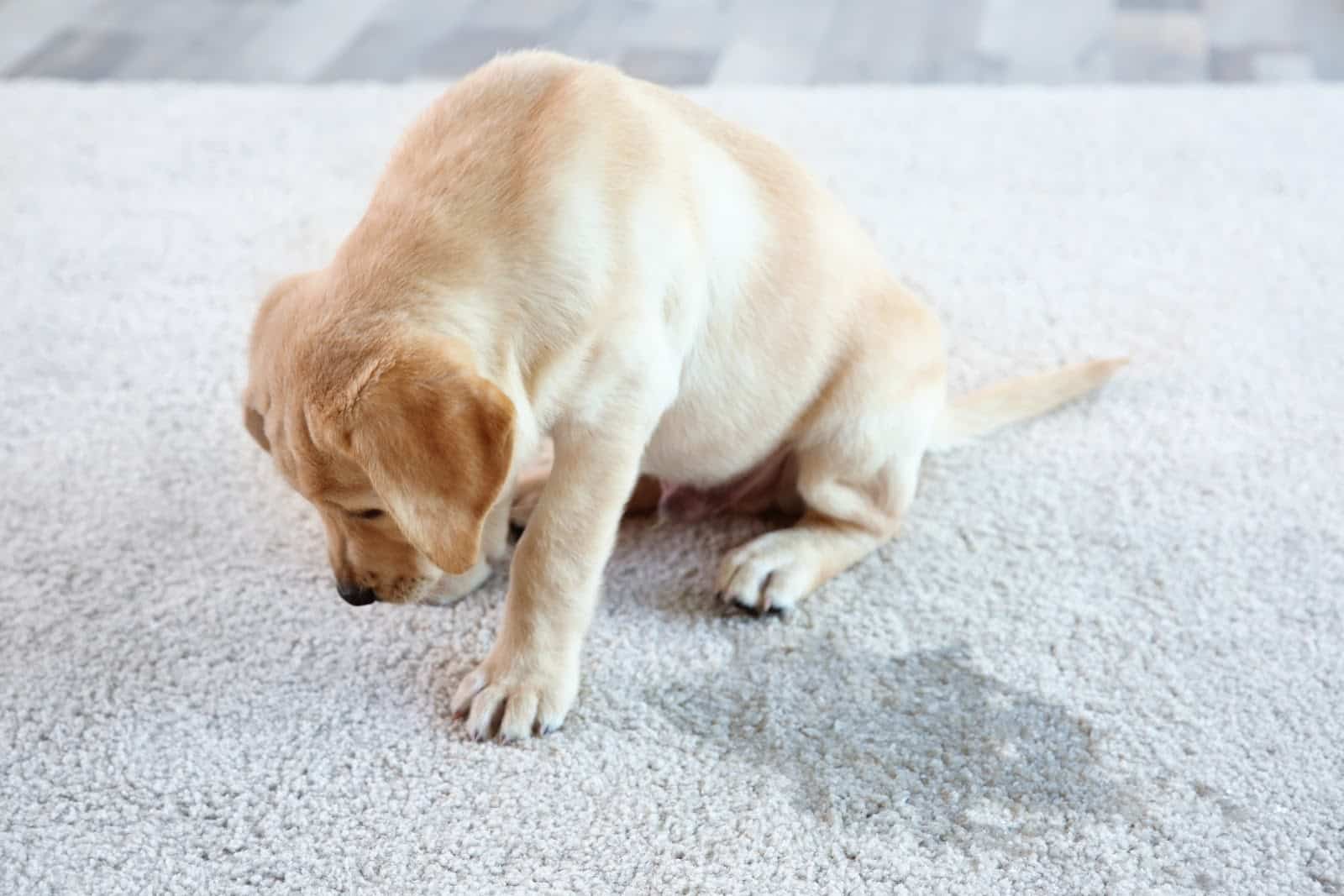 Carpet Stain Cleaning Top 4 Reasons to Replace Carpet with Hardwood Floors