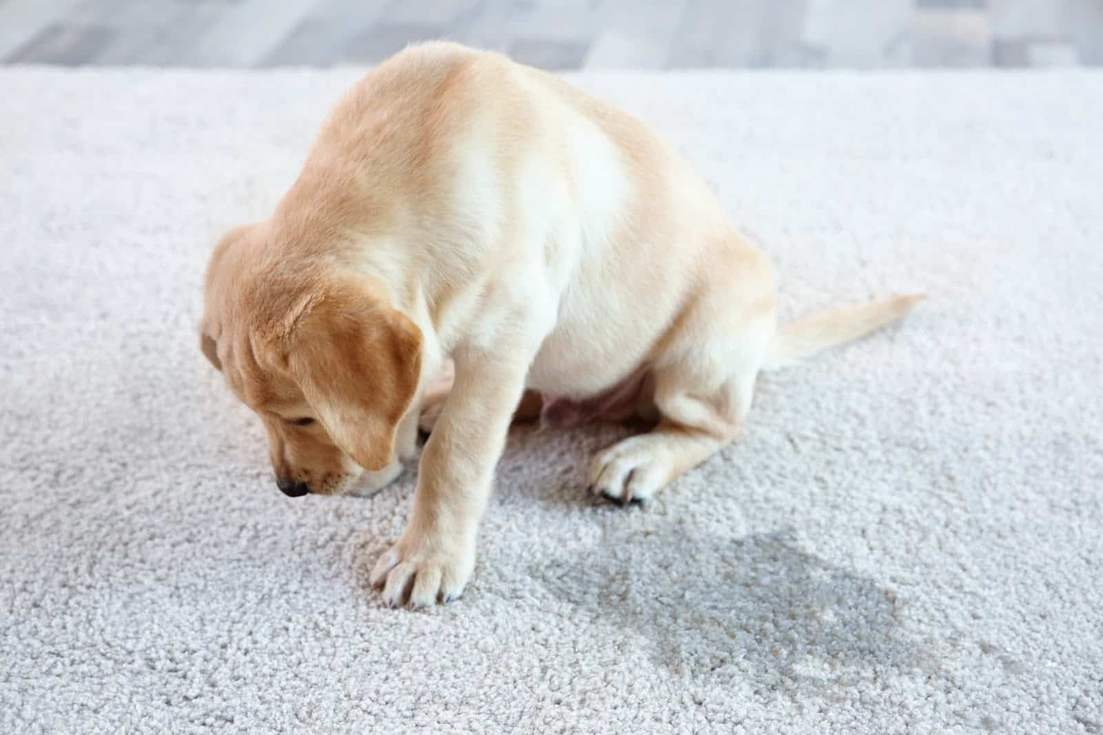 Top 4 Reasons to Replace Carpet with Hardwood Floors 1 Carpet Stain Cleaning Top 4 Reasons to Replace Carpet with Hardwood Floors