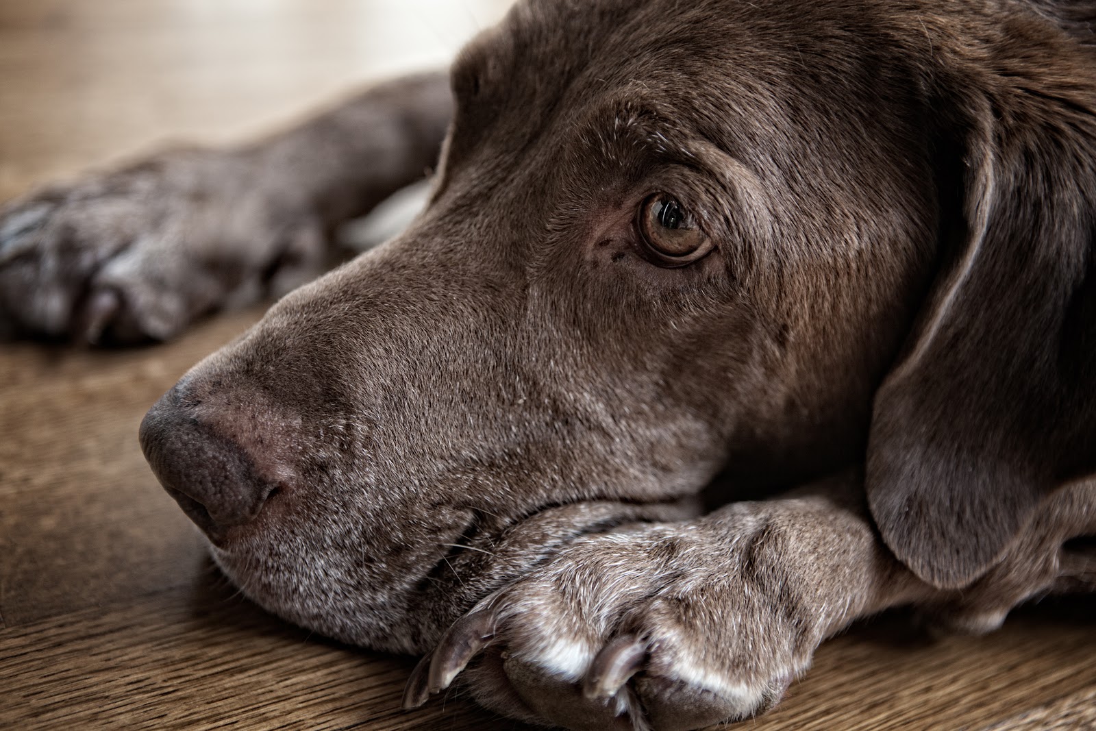 a dog laying on top of a dark-finished wood floor