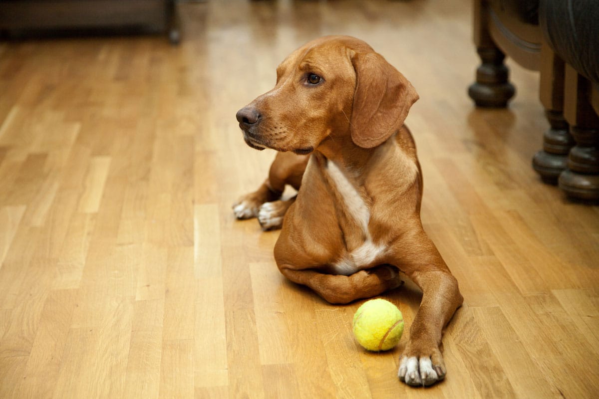 dog on wood floor Hardwood Floor Care Instructions