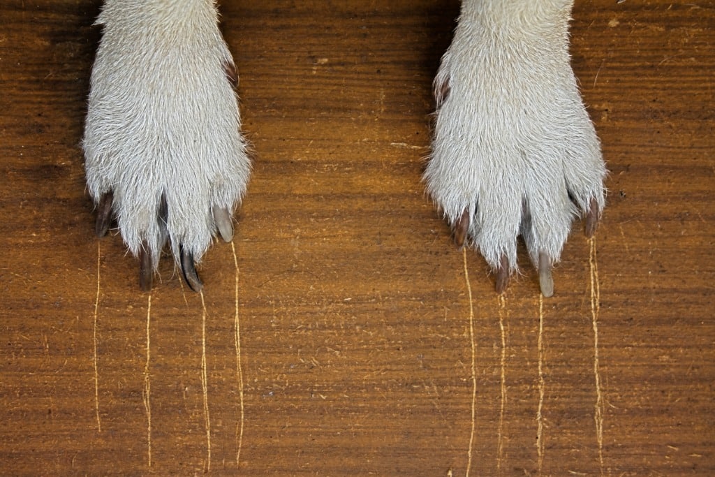 dogs-claw-with-long-claws-leaves-scratches-on-a-wooden-background-picture-id1056810604