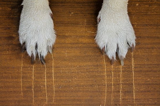 dog-scratching-floor