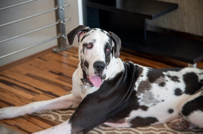 Pet-friendly hardwood floors, SVB Wood Floors, Overland Park, 2025, min