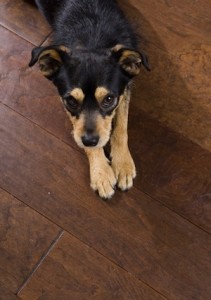 A scratched hardwood floor with a dog.